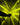 Golden Glass Watermelon Laser Light